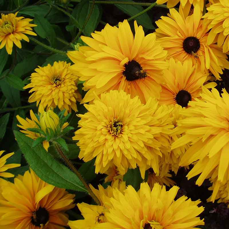 Black Eyed Susan Seeds - Double Golden Gloriosa