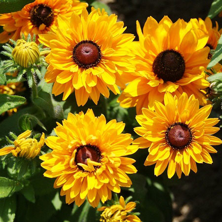 Black Eyed Susan Seeds - Goldilocks