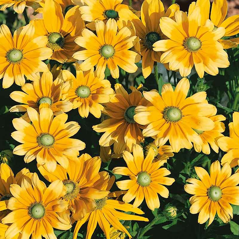 Black Eyed Susan Seeds - Green Eyes