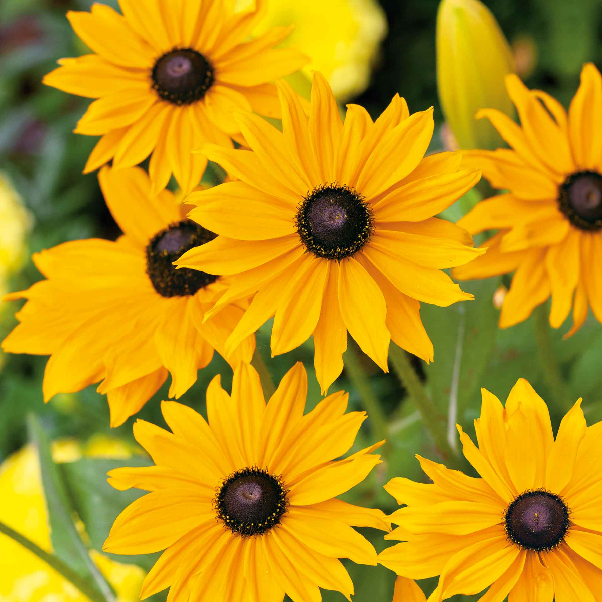 Black Eyed Susan Seeds - Marmalade