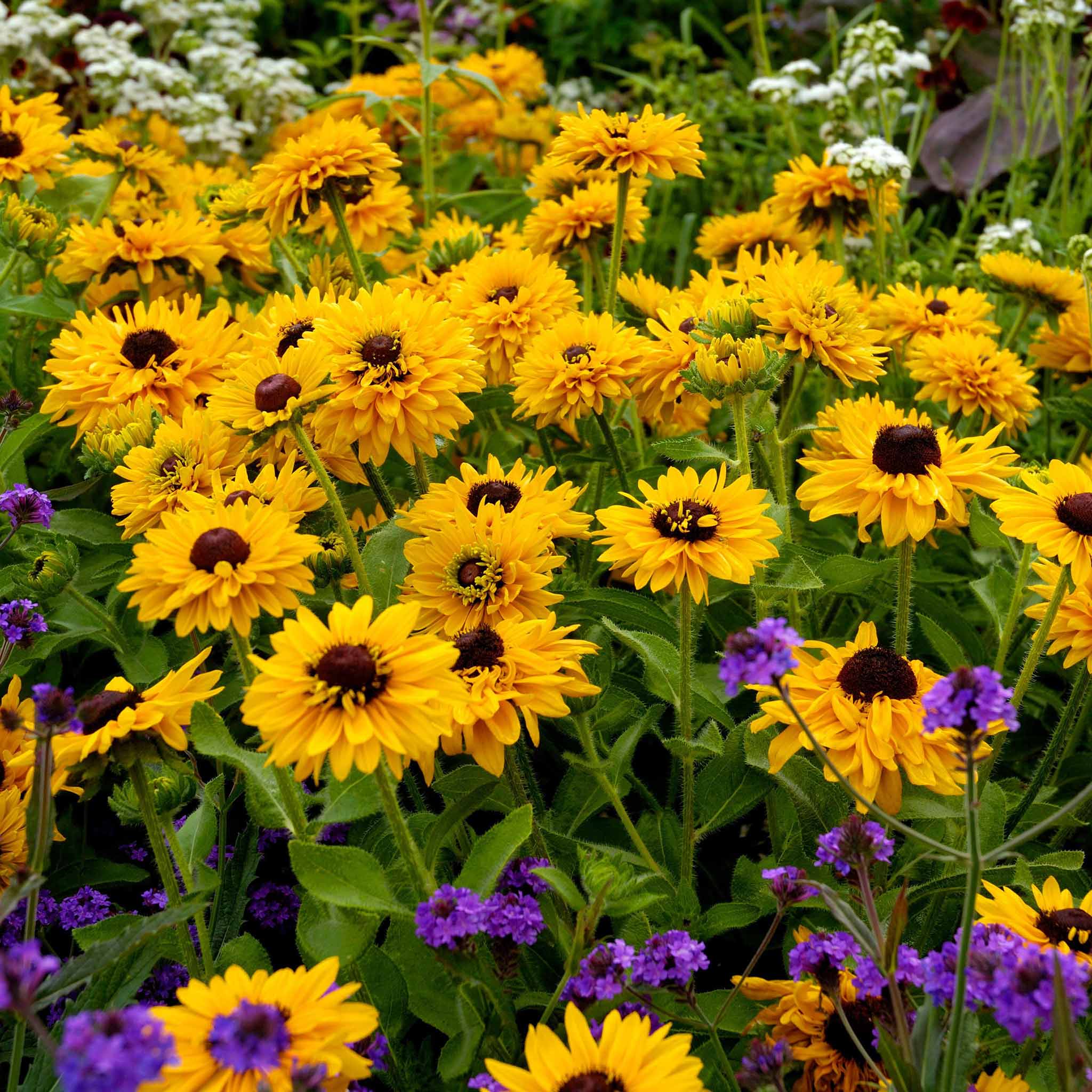 Black Eyed Susan Seeds - Maya