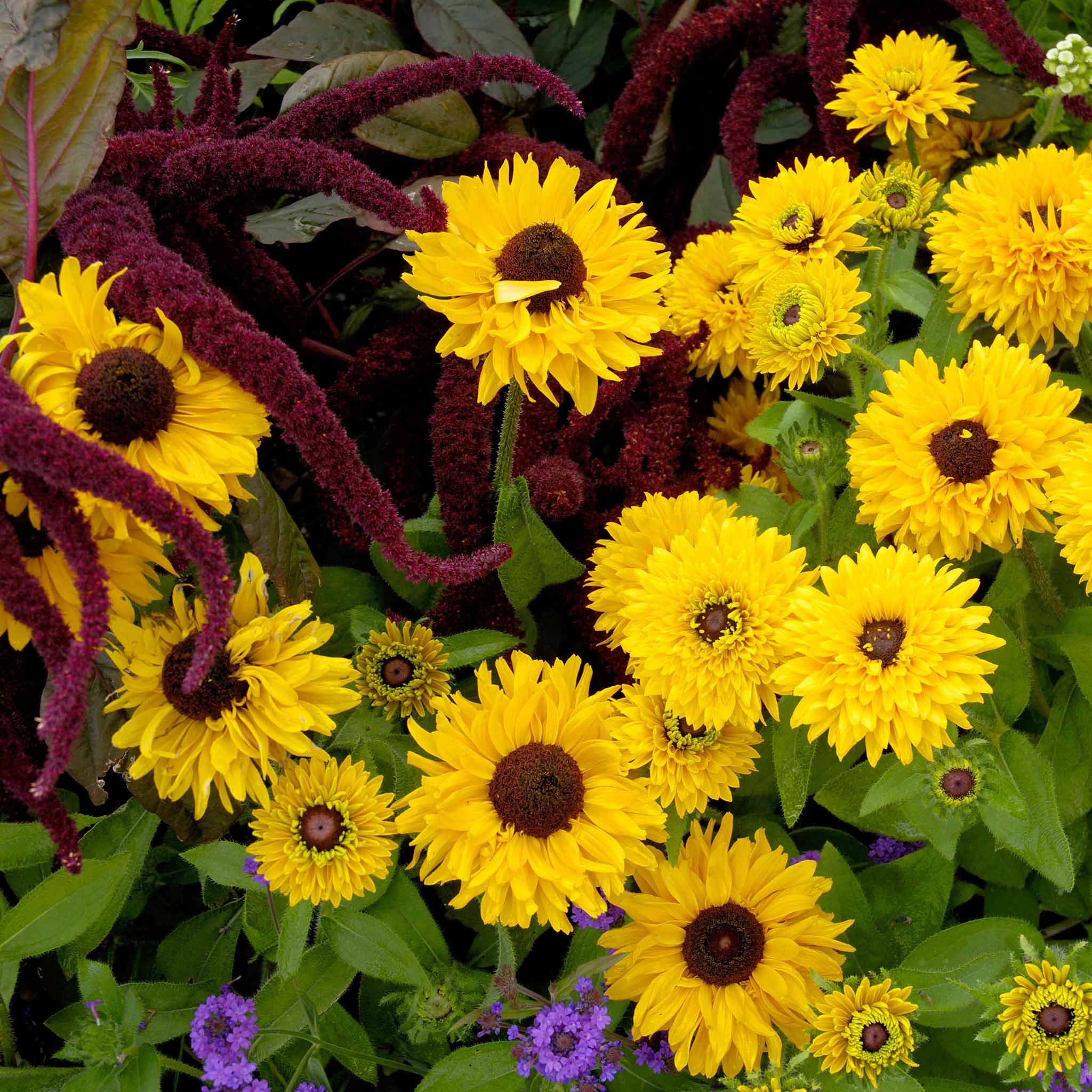 Black Eyed Susan Seeds - Maya