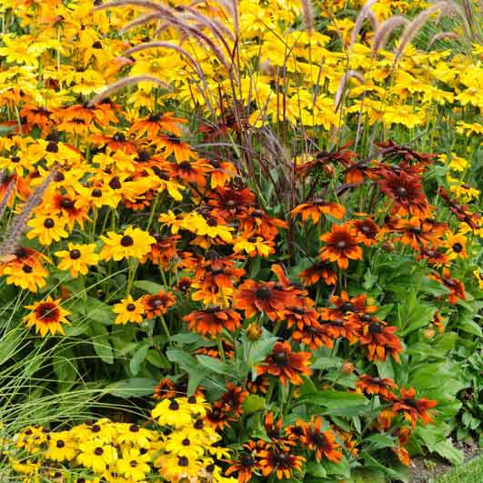 Black Eyed Susan Seeds - Rustic Mix