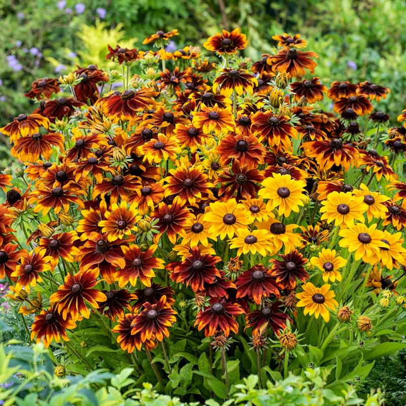 Black Eyed Susan Seeds - Rustic Mix