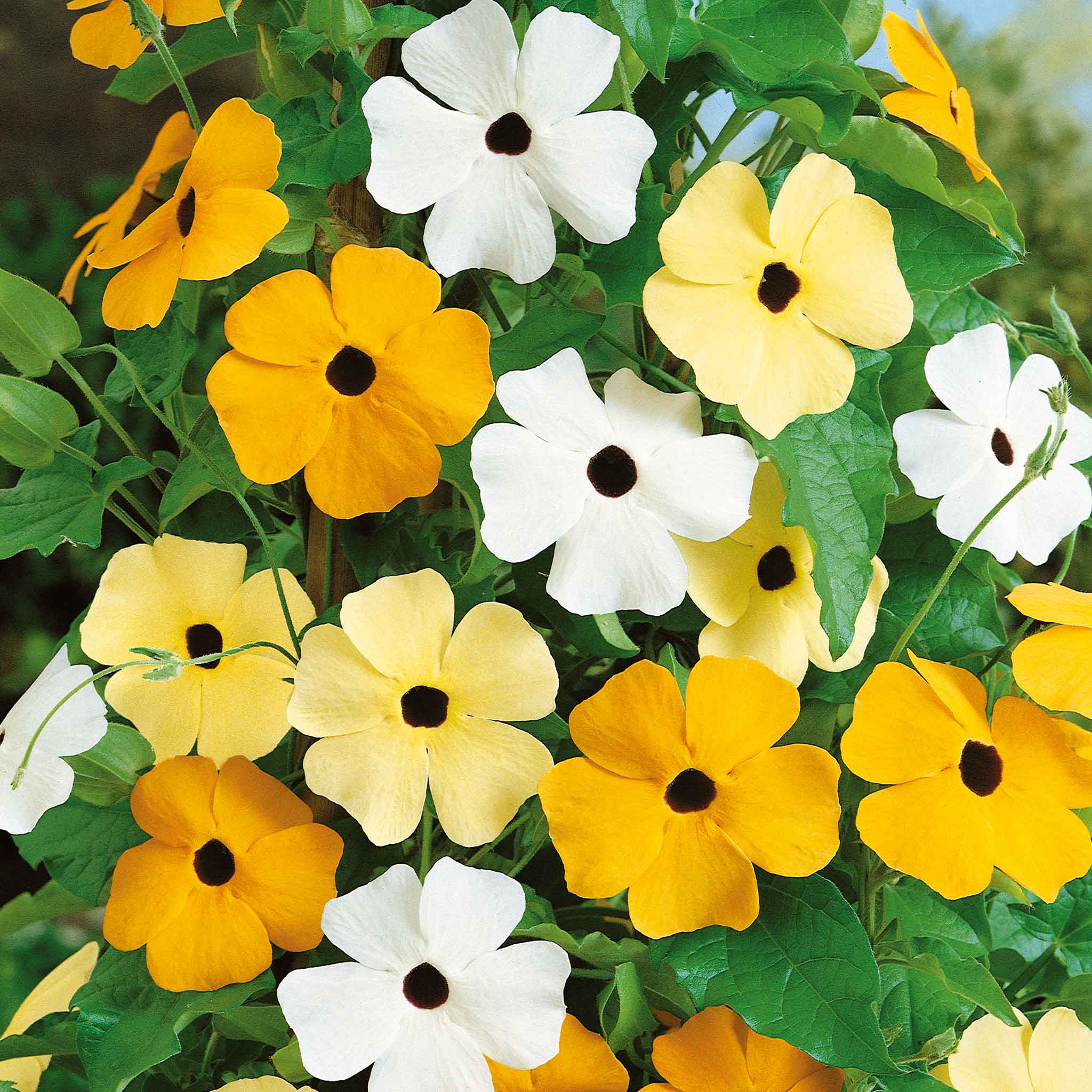 Black Eyed Susan Seeds - Vine Mix