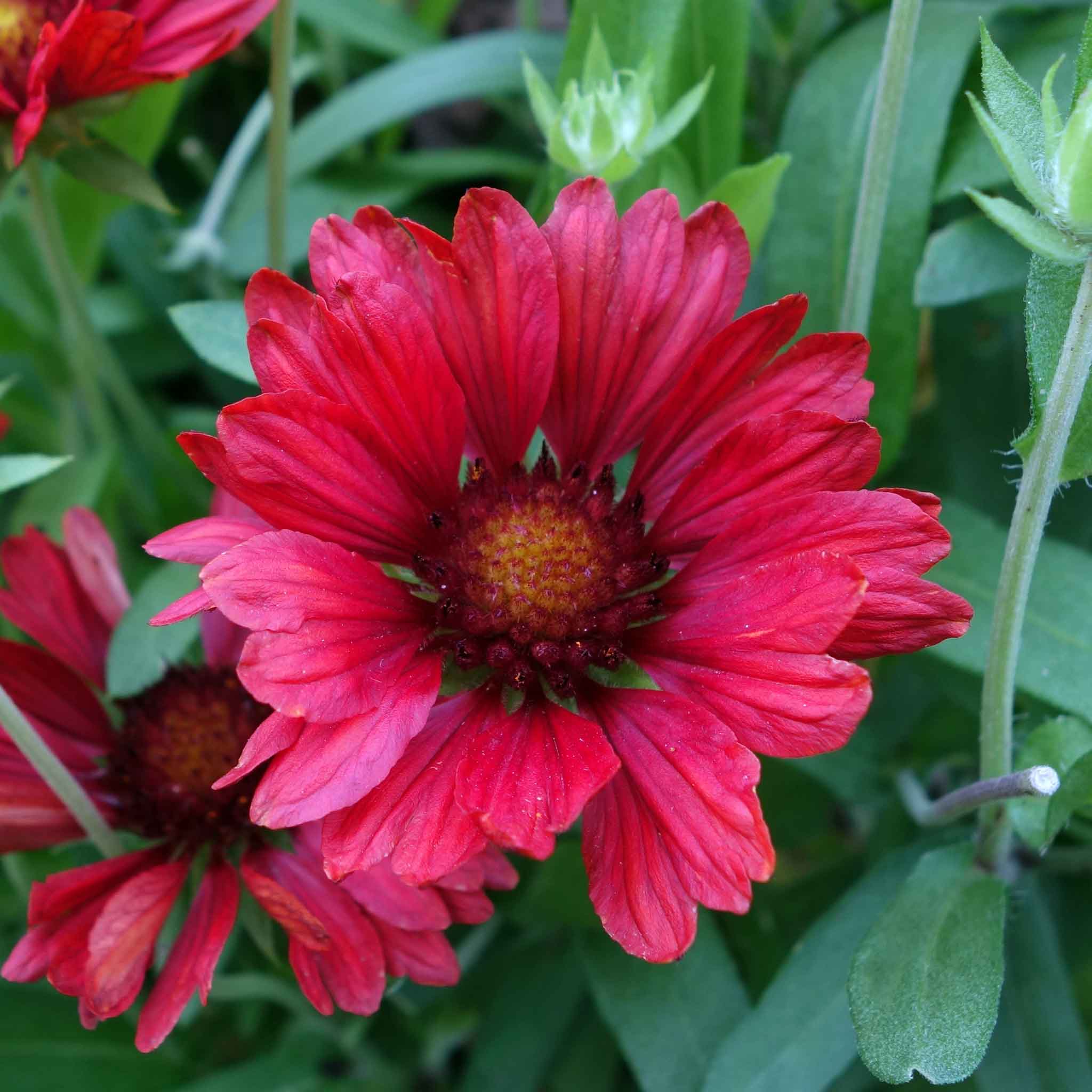 Blanket Flower Seeds - Burgundy