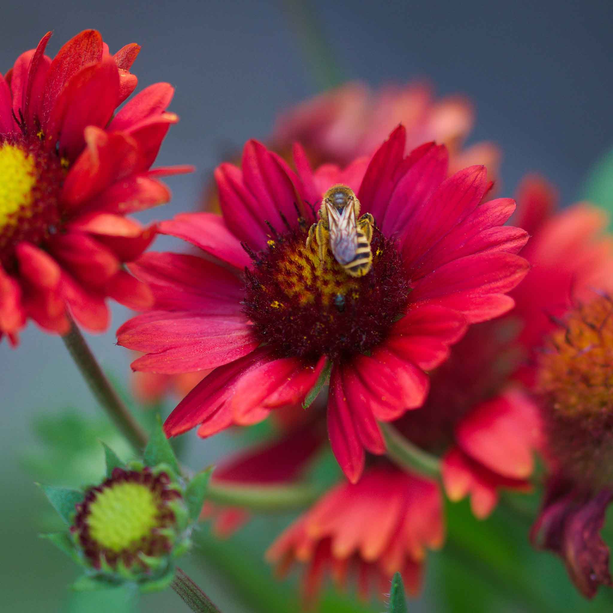 Blanket Flower Seeds - Burgundy