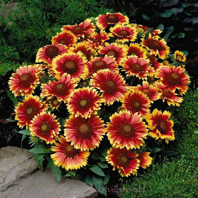 Blanket Flower Seeds - Dwarf Goblin