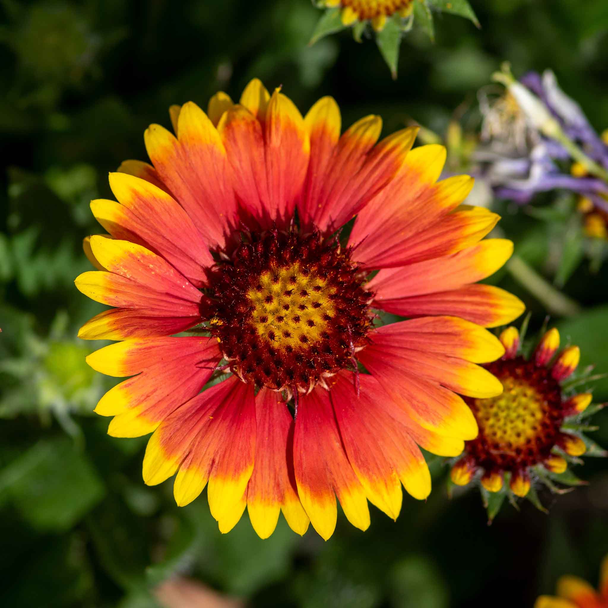 Blanket Flower Seeds