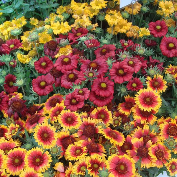 Blanket Flower Seeds - Single Mix