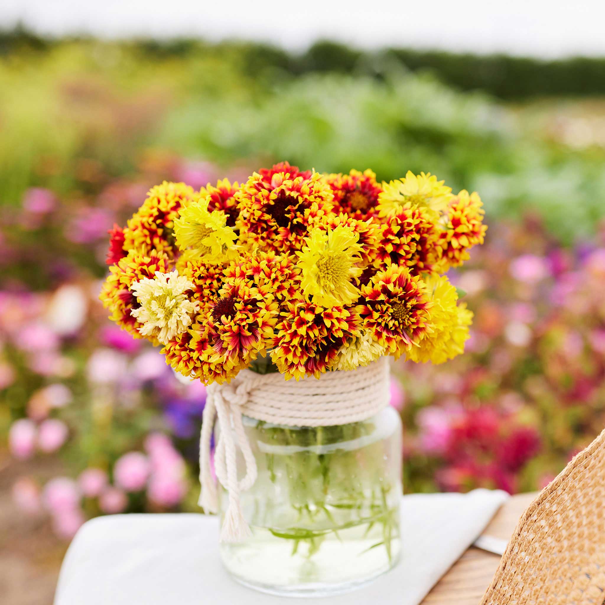 Blanket Flower Seeds - Sundance