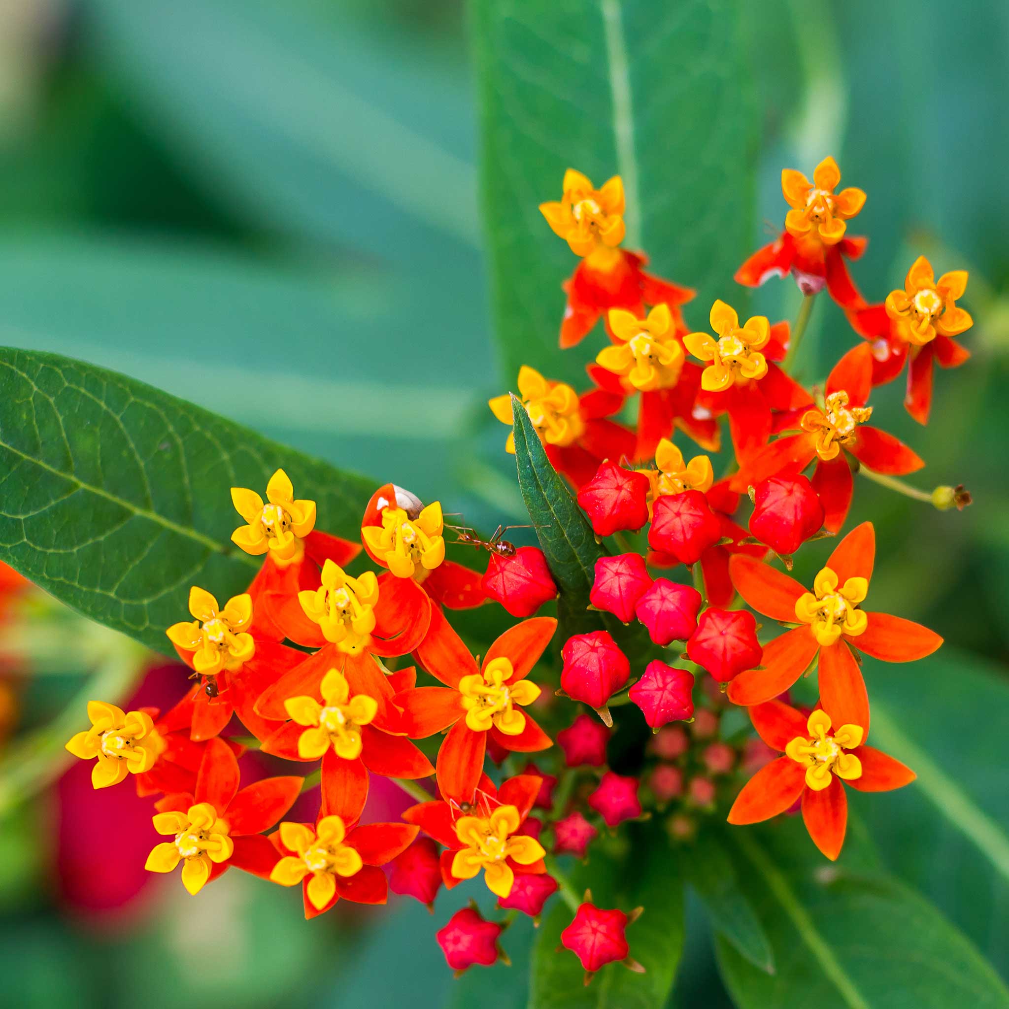 Bloodflower/Sunset Flower Seeds