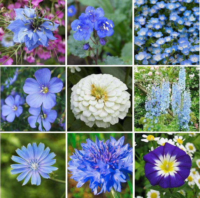 Blue Ribbon - Blue Flower Seed Mix