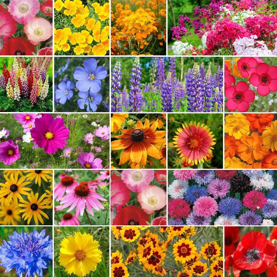 Burst Of Bloom Annual & Perennial Wildflower Seed Mix