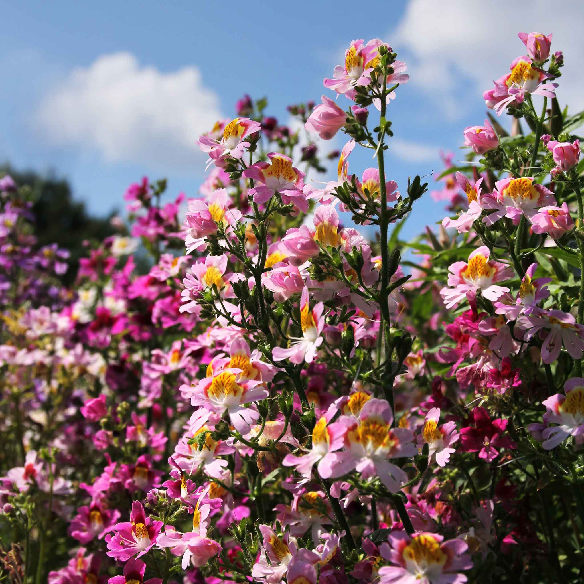 Butterfly Flower - Angel Wings Mix