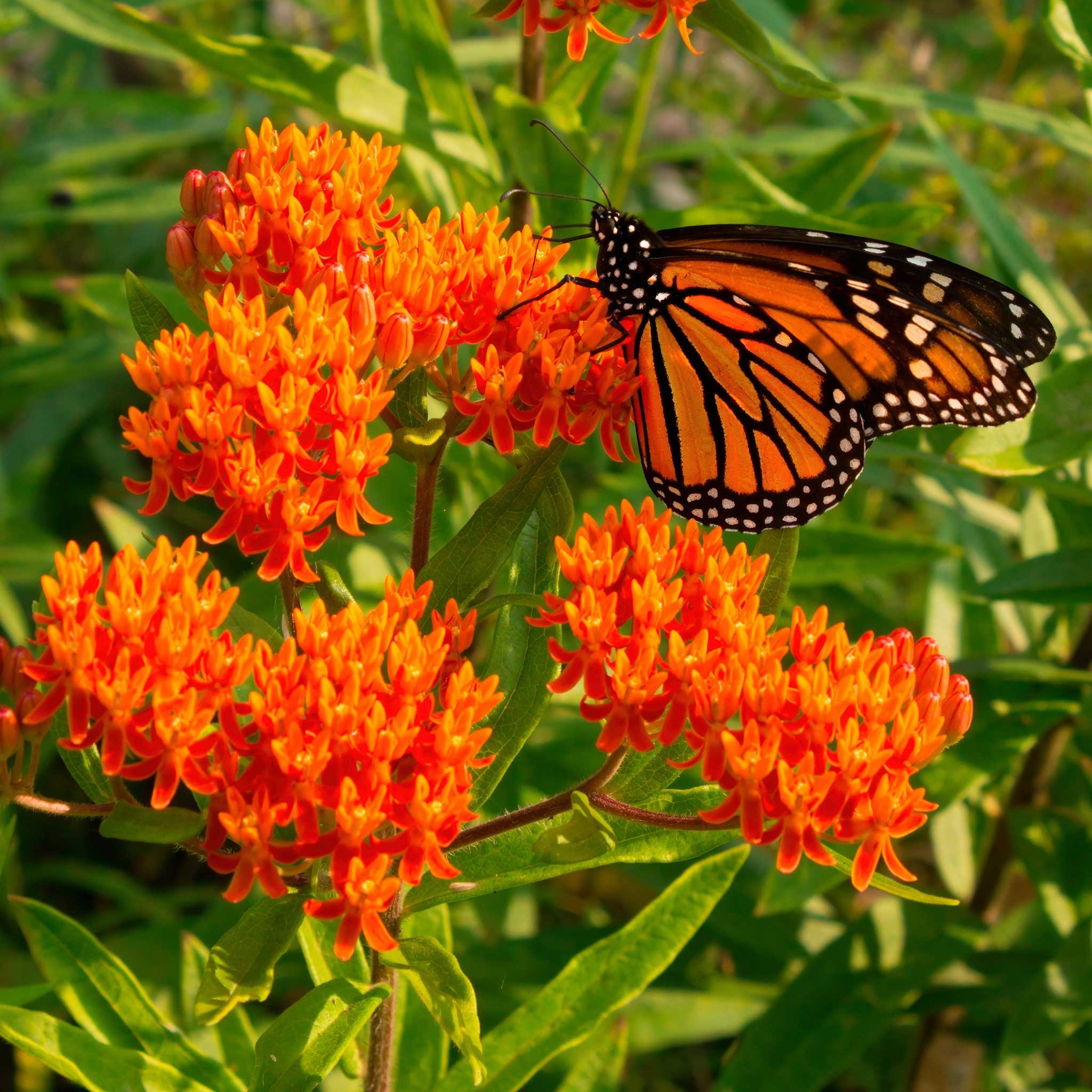 Butterfly Milkweed Seeds