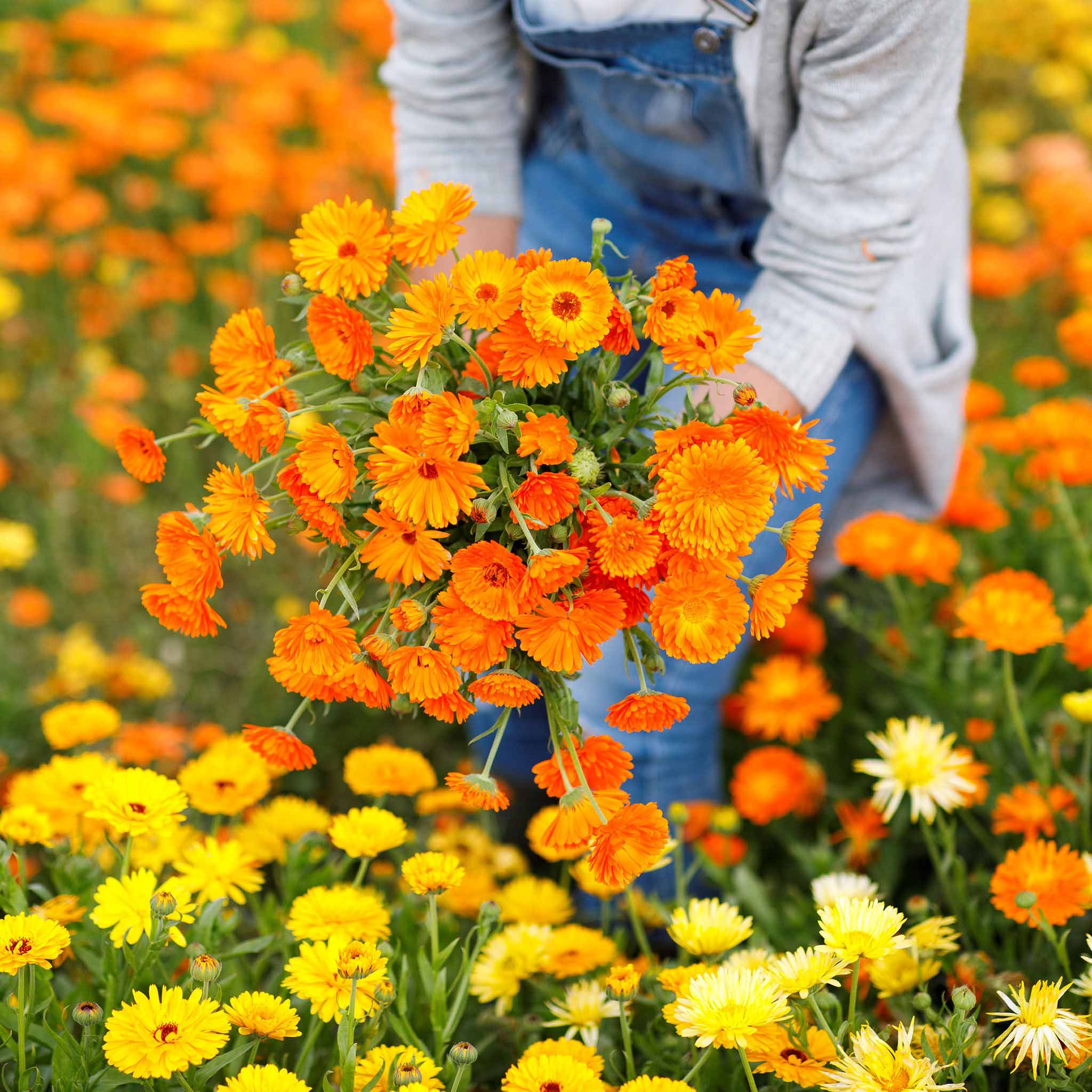 Calendula Seeds - Ball's Improved Orange