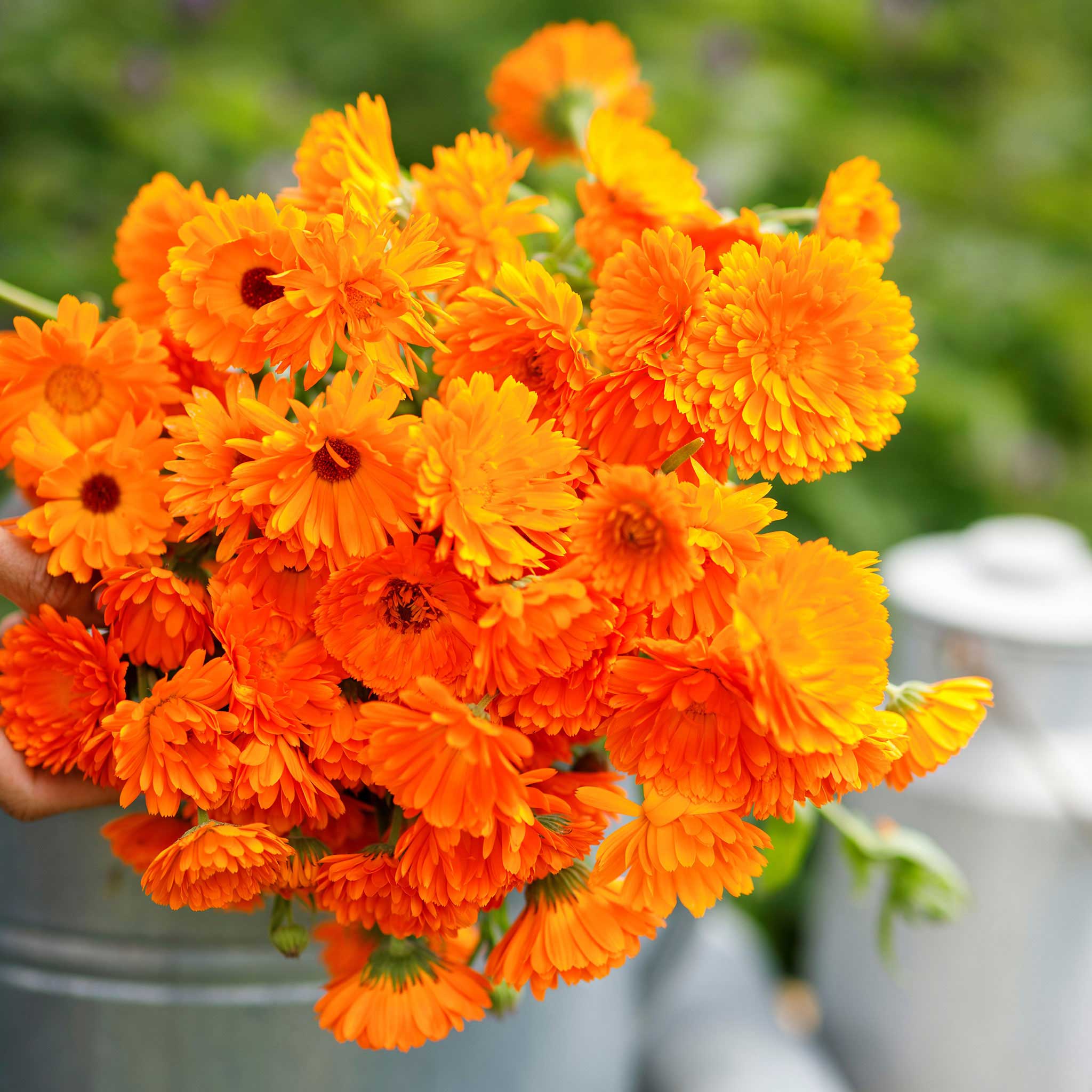 Calendula Seeds - Ball's Improved Orange