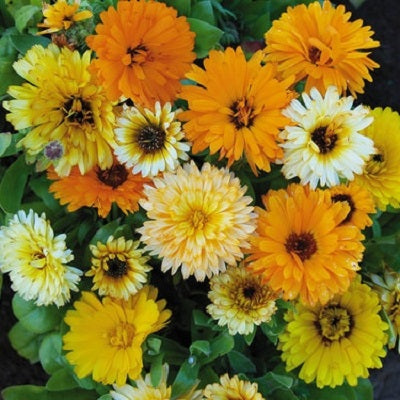 Calendula Seeds - Fiesta Gitana