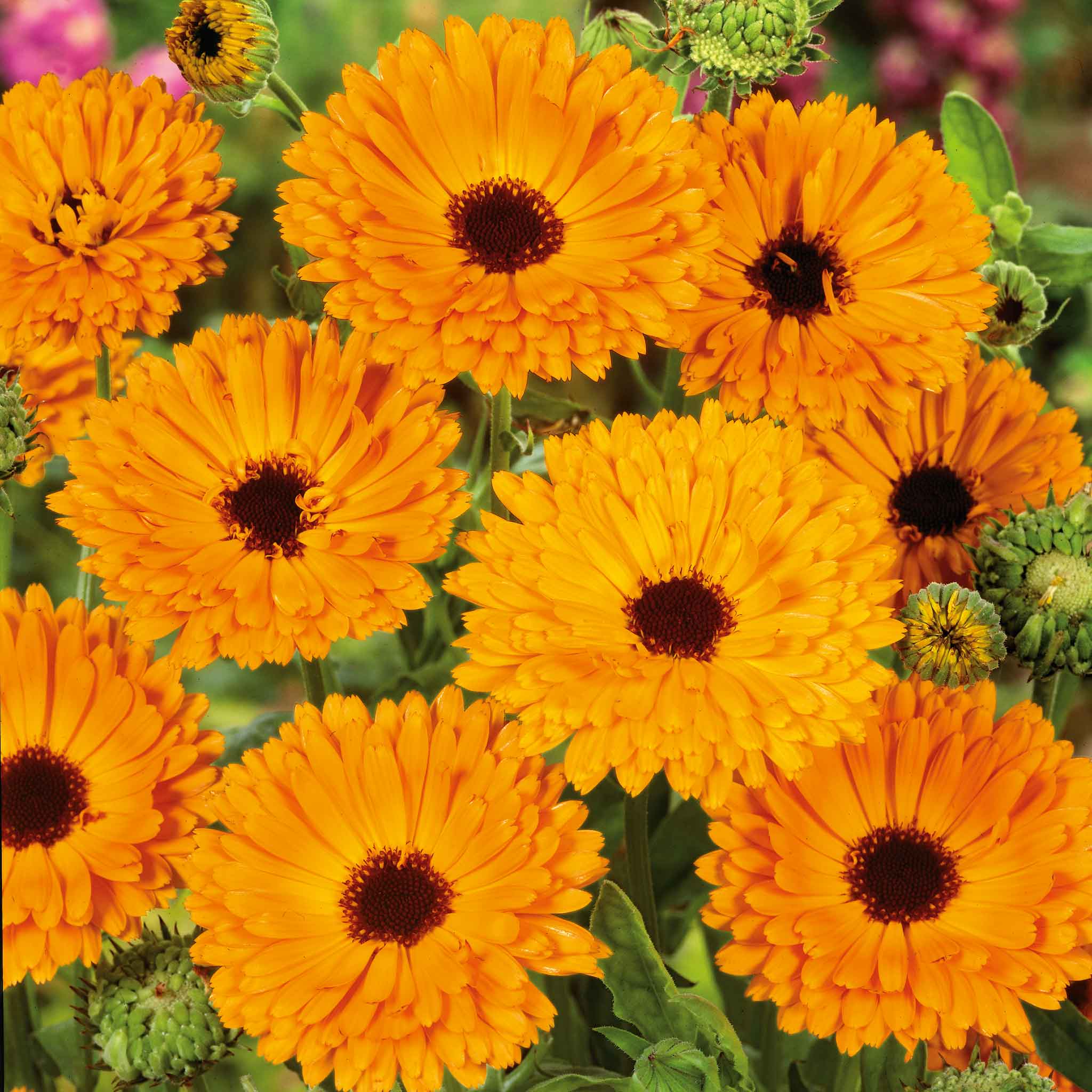 Calendula Seeds - Indian Prince