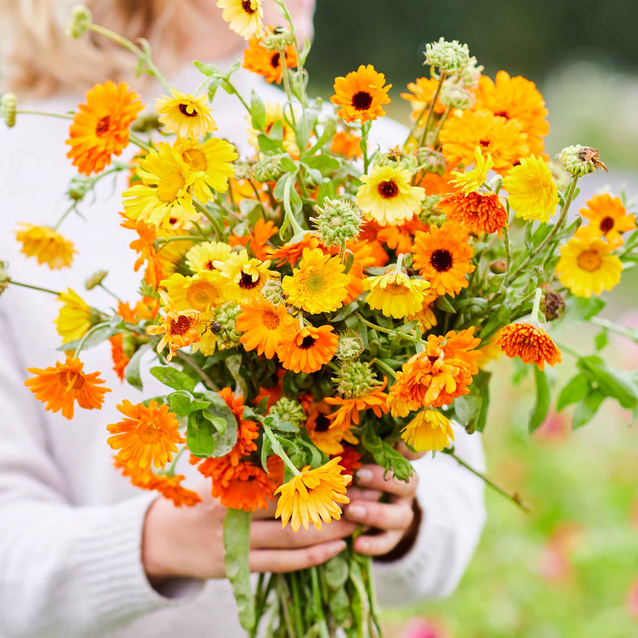 Calendula Seeds - Kablouna Mix