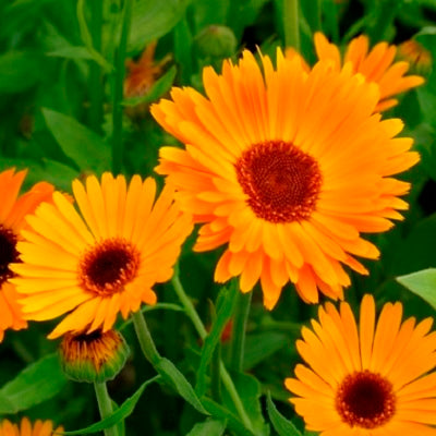 Calendula Seeds - Nova