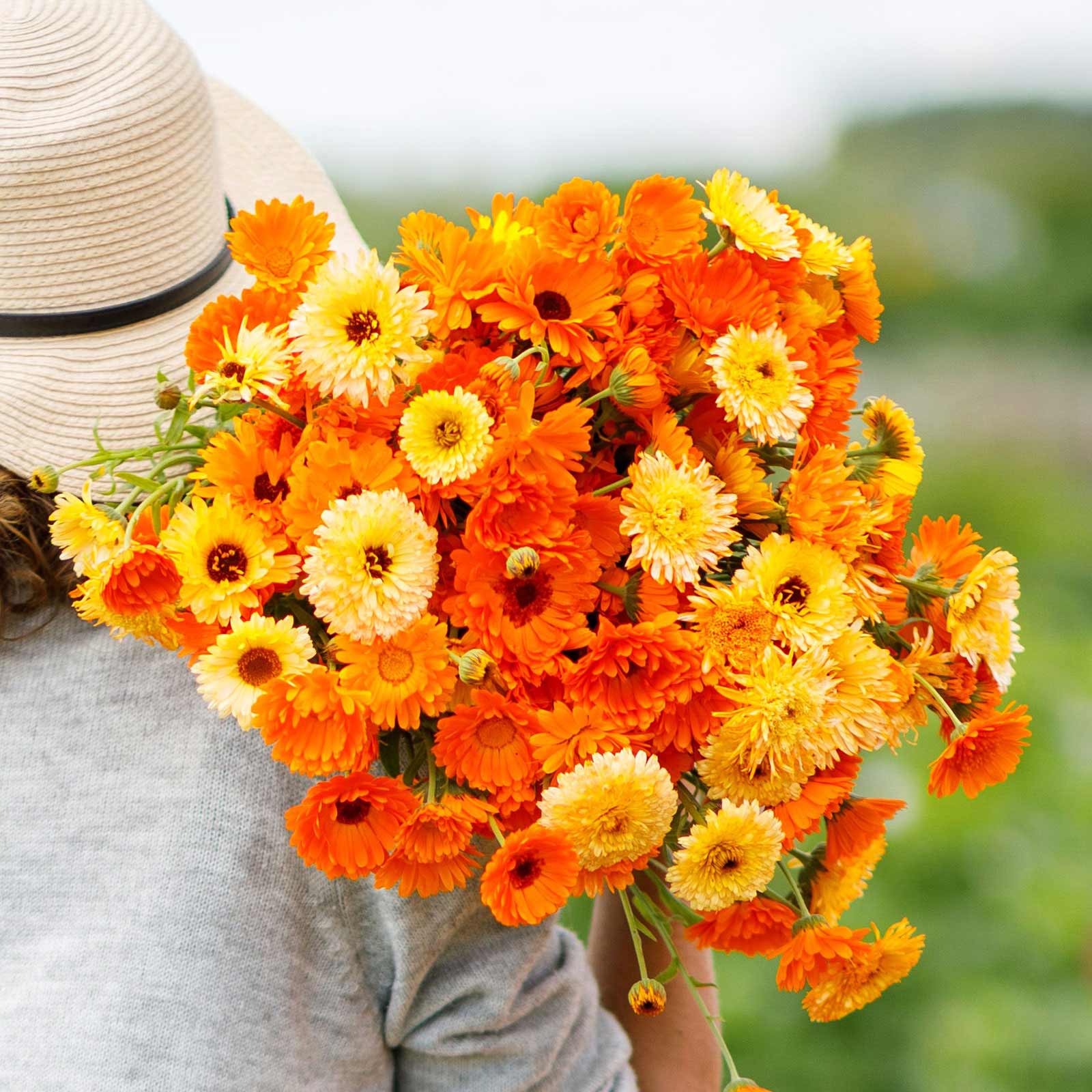 Calendula Seeds - Pacific Beauty Mix