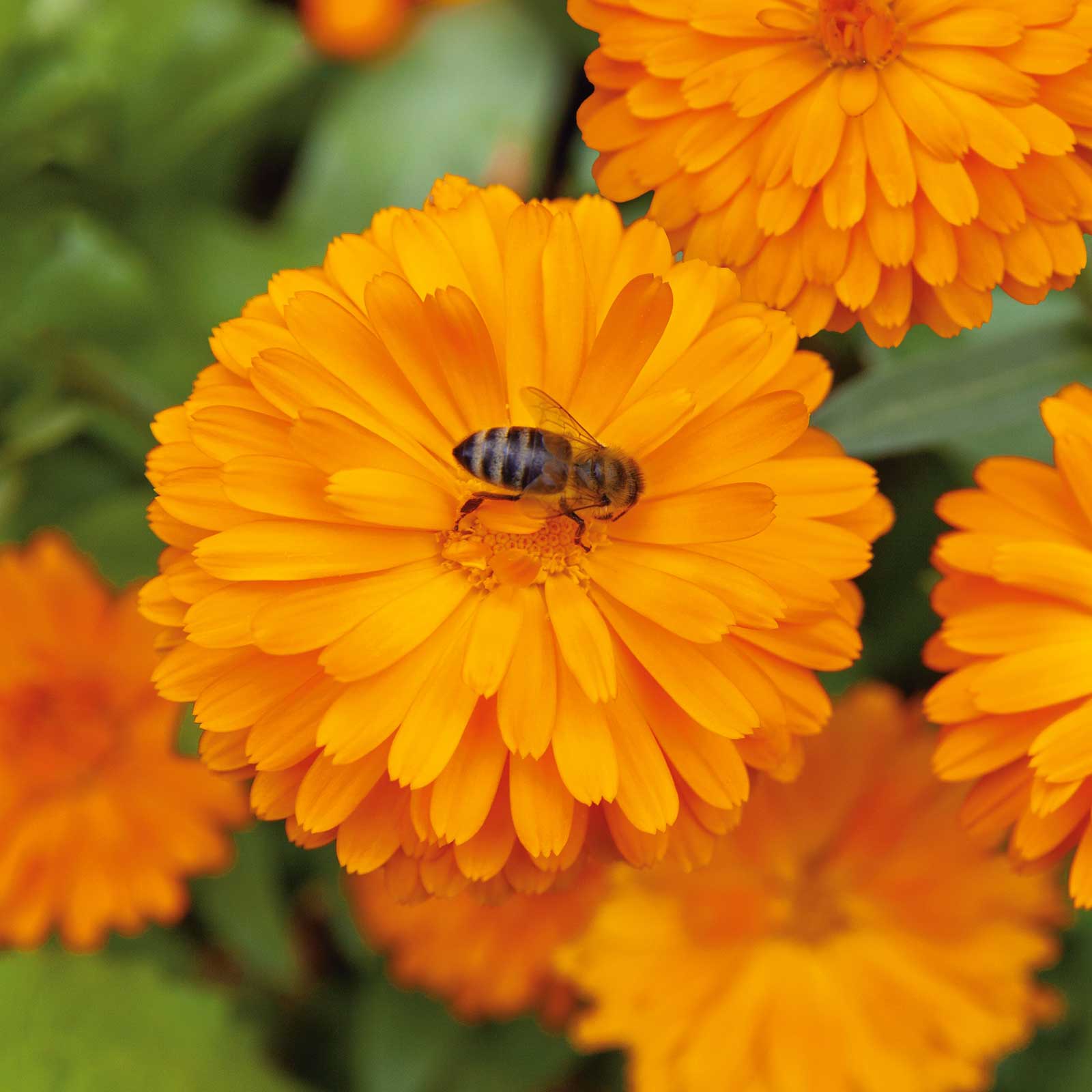 Calendula Seeds - Pacific Beauty Orange