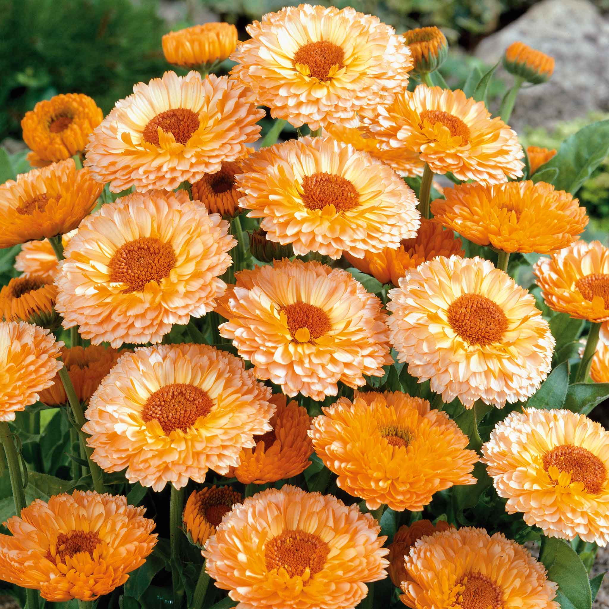 Calendula Seeds - Pink Surprise