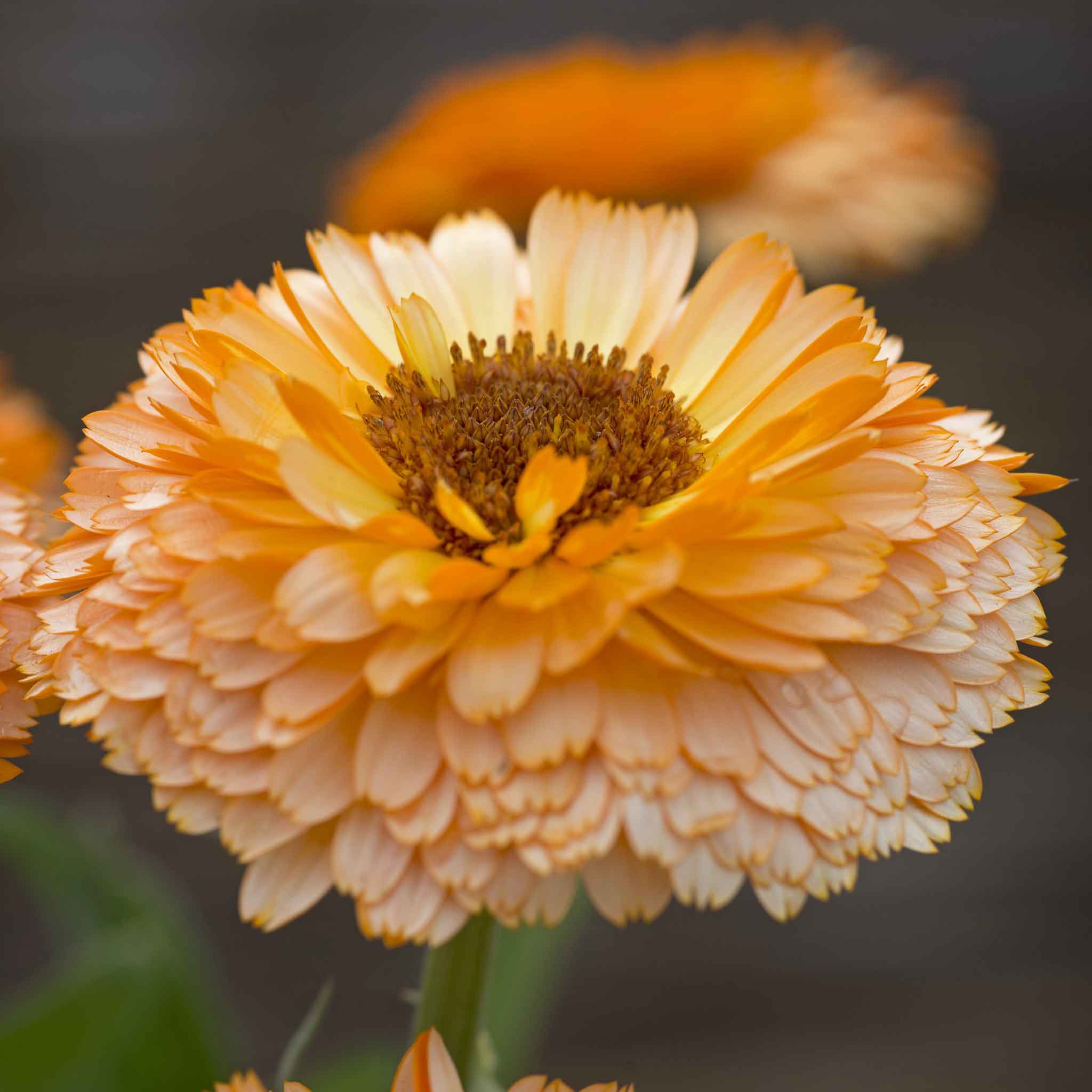 Calendula Seeds - Pink Surprise