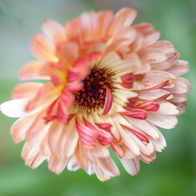 Calendula Seeds - Sunset Buff