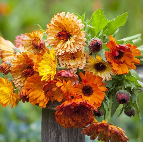 Calendula Seeds - Sunset Mix