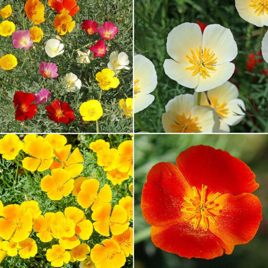 California Dreaming - California Poppy Flower Seed Mix