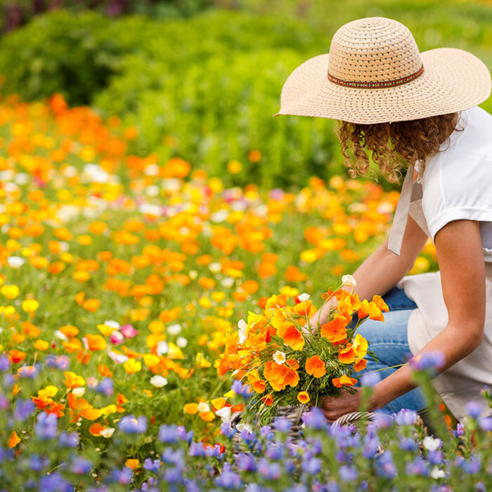 California Dreaming - California Poppy Flower Seed Mix