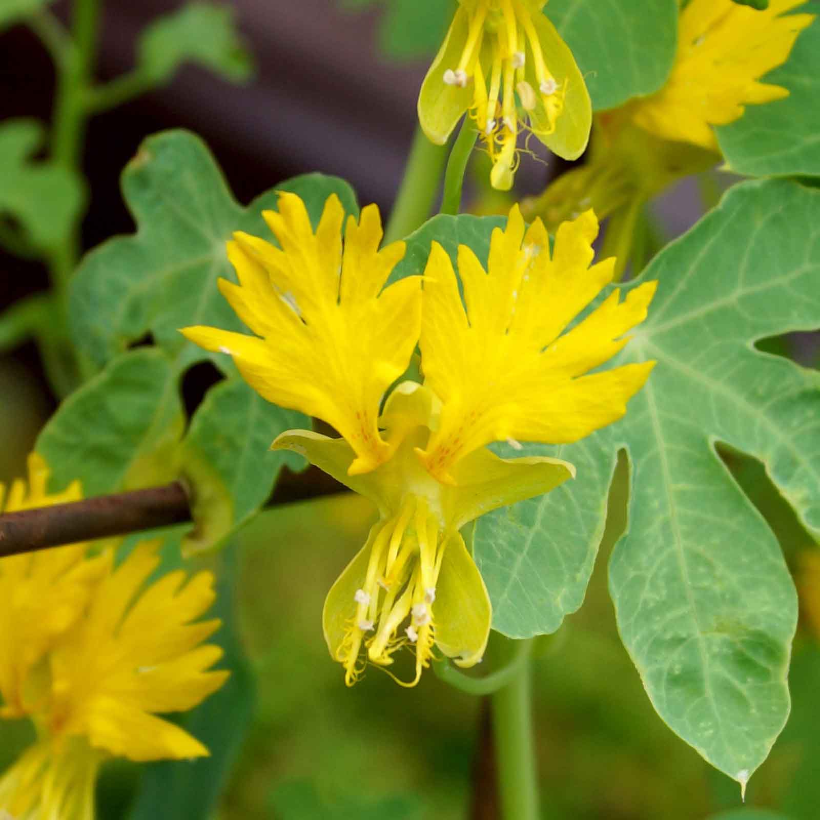 Canary Creeper Seeds