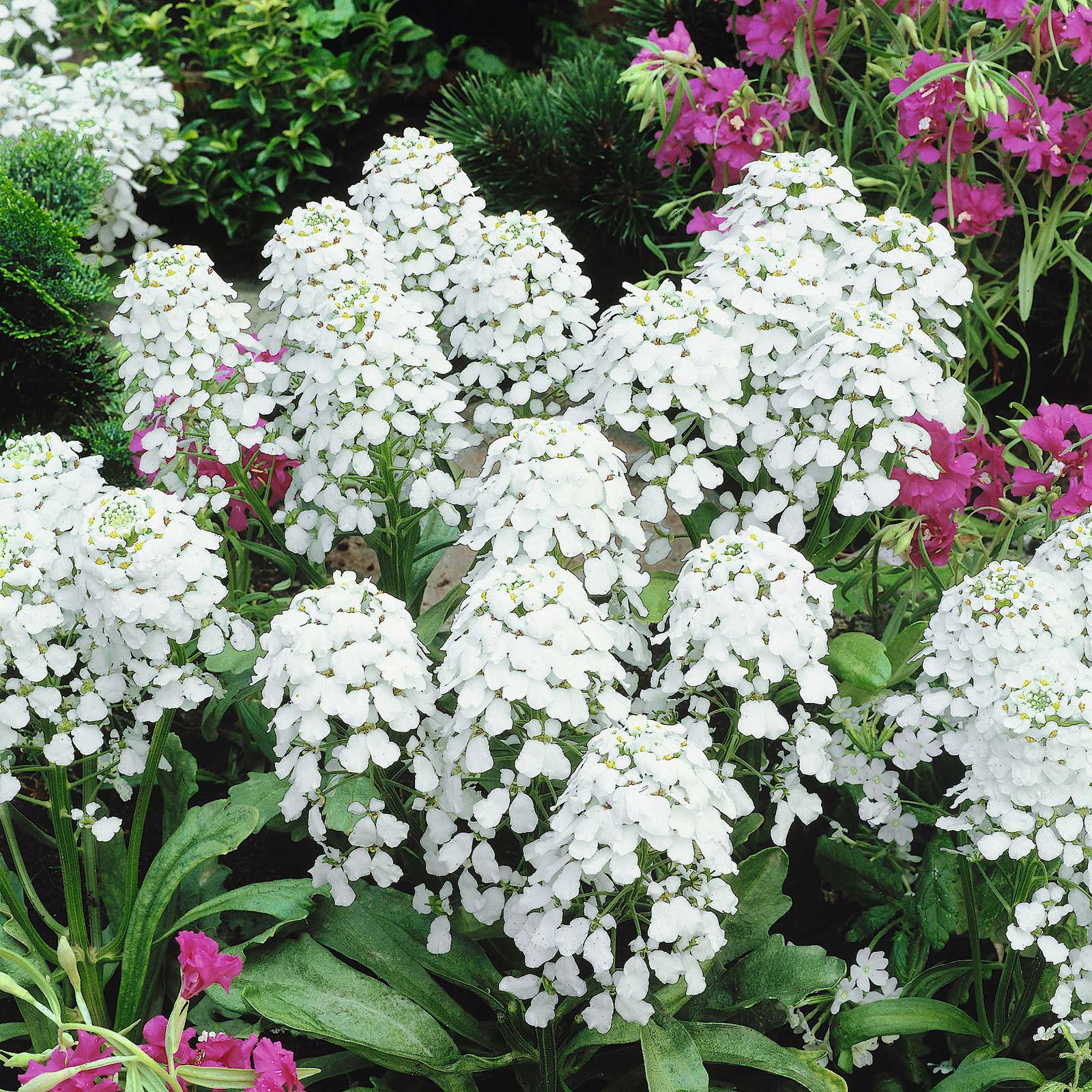 Candytuft Seeds - Empress