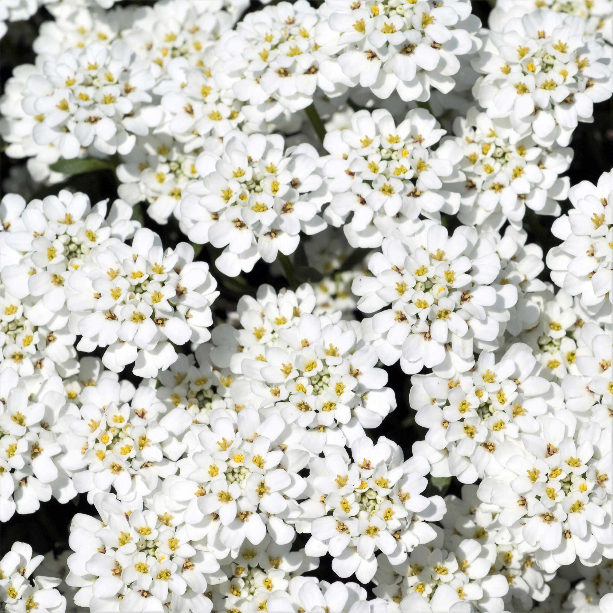 Candytuft Seeds - Empress