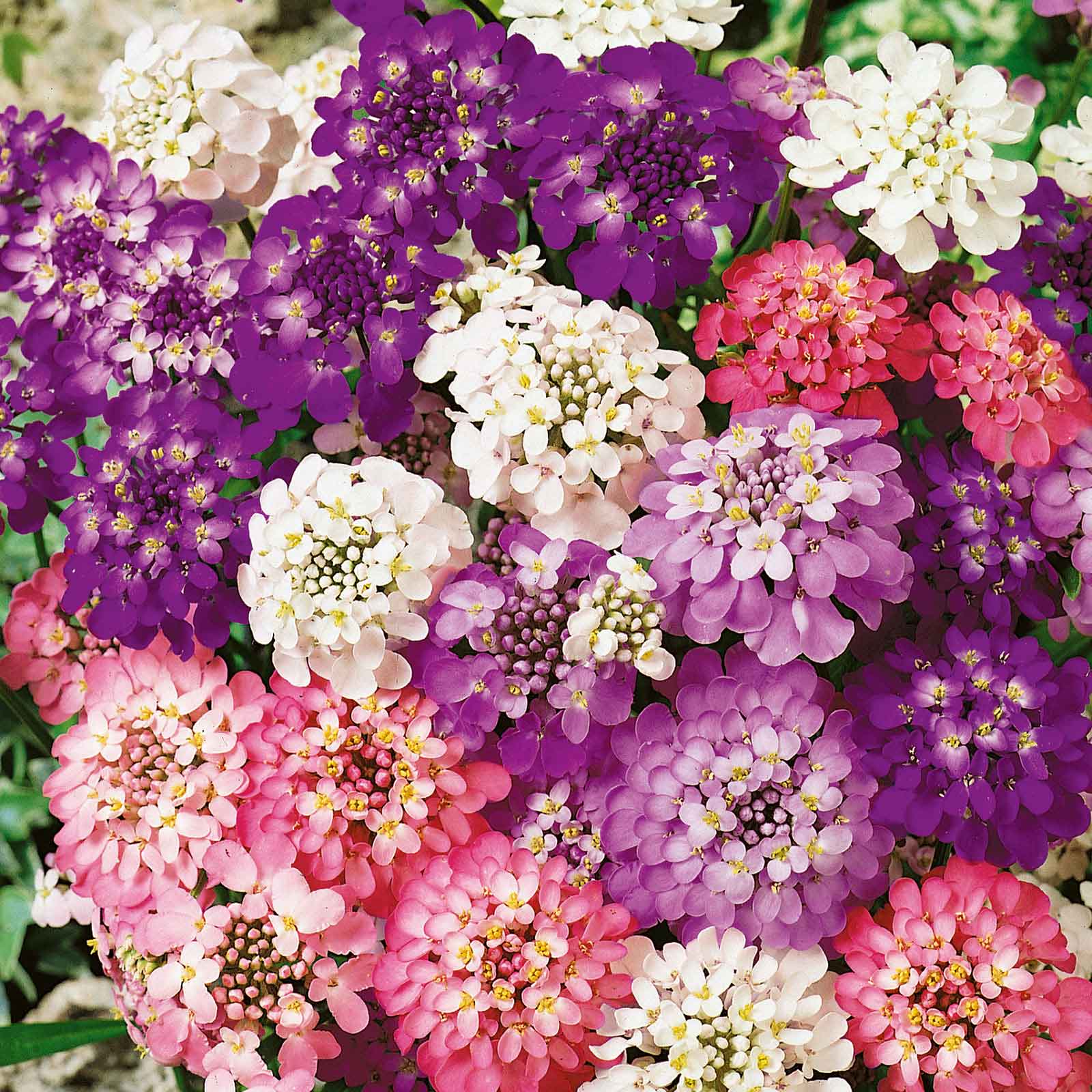 Candytuft Seeds - Fairy Mix