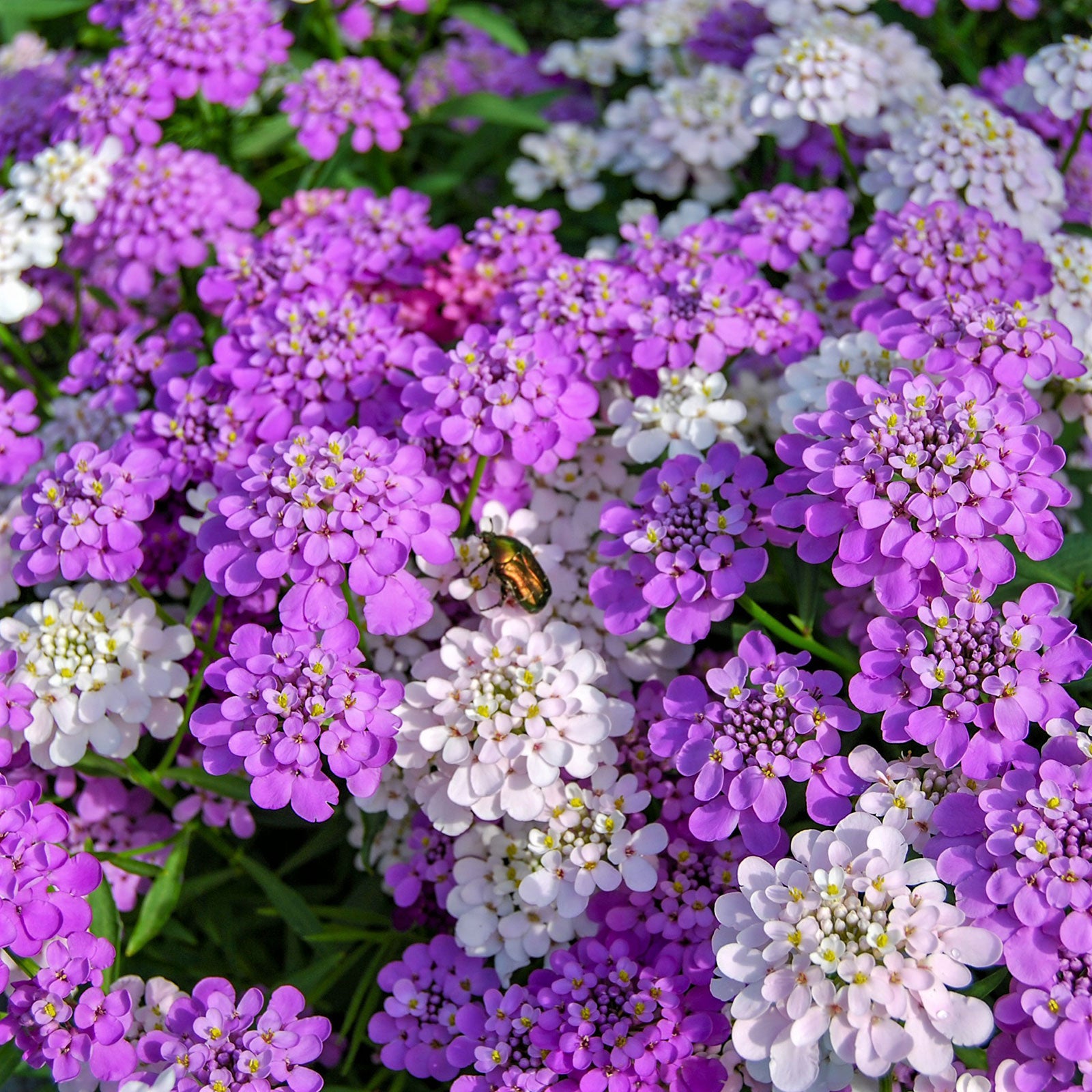 Candytuft Seeds - Mixed Colors