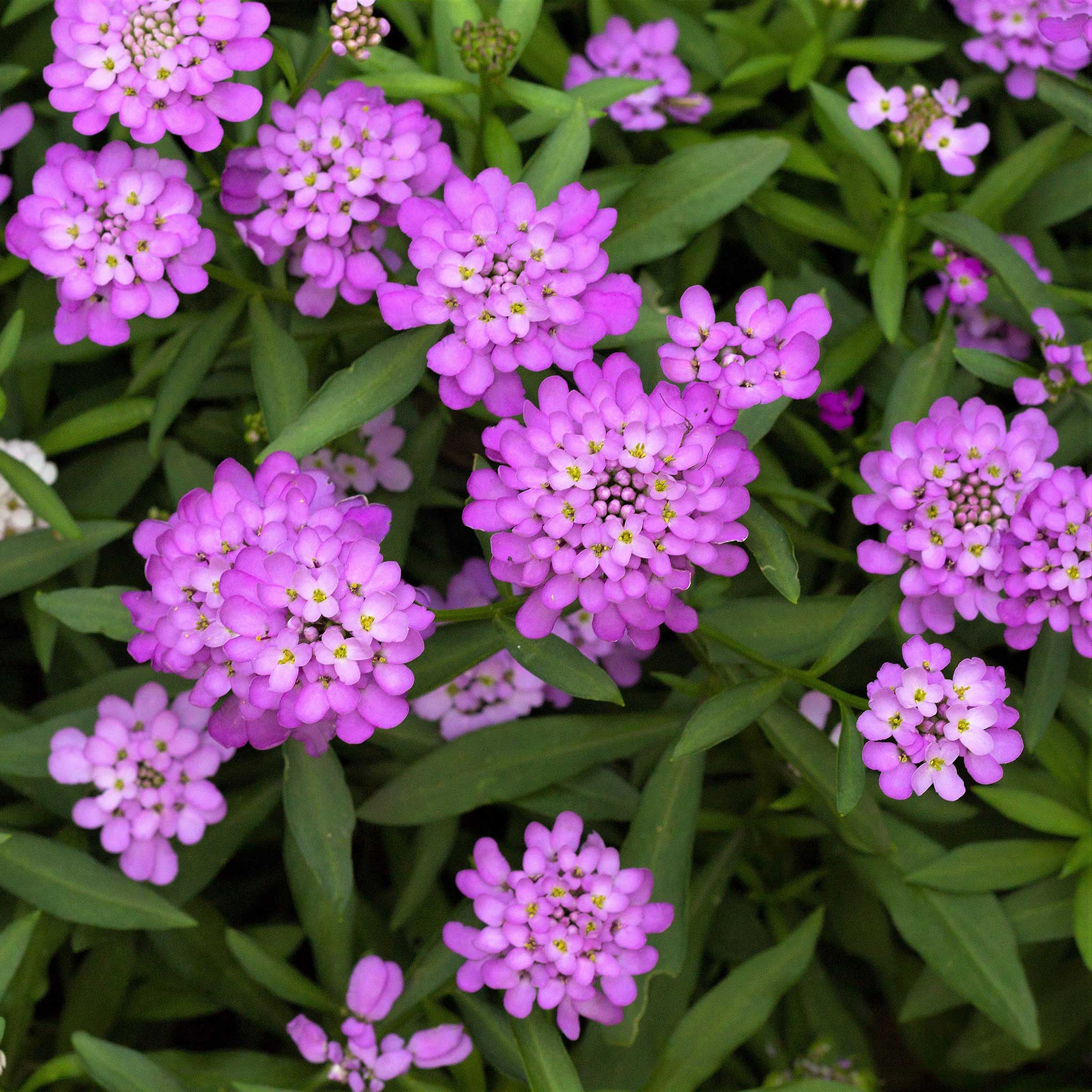 Candytuft Seeds - Rose Cardinal