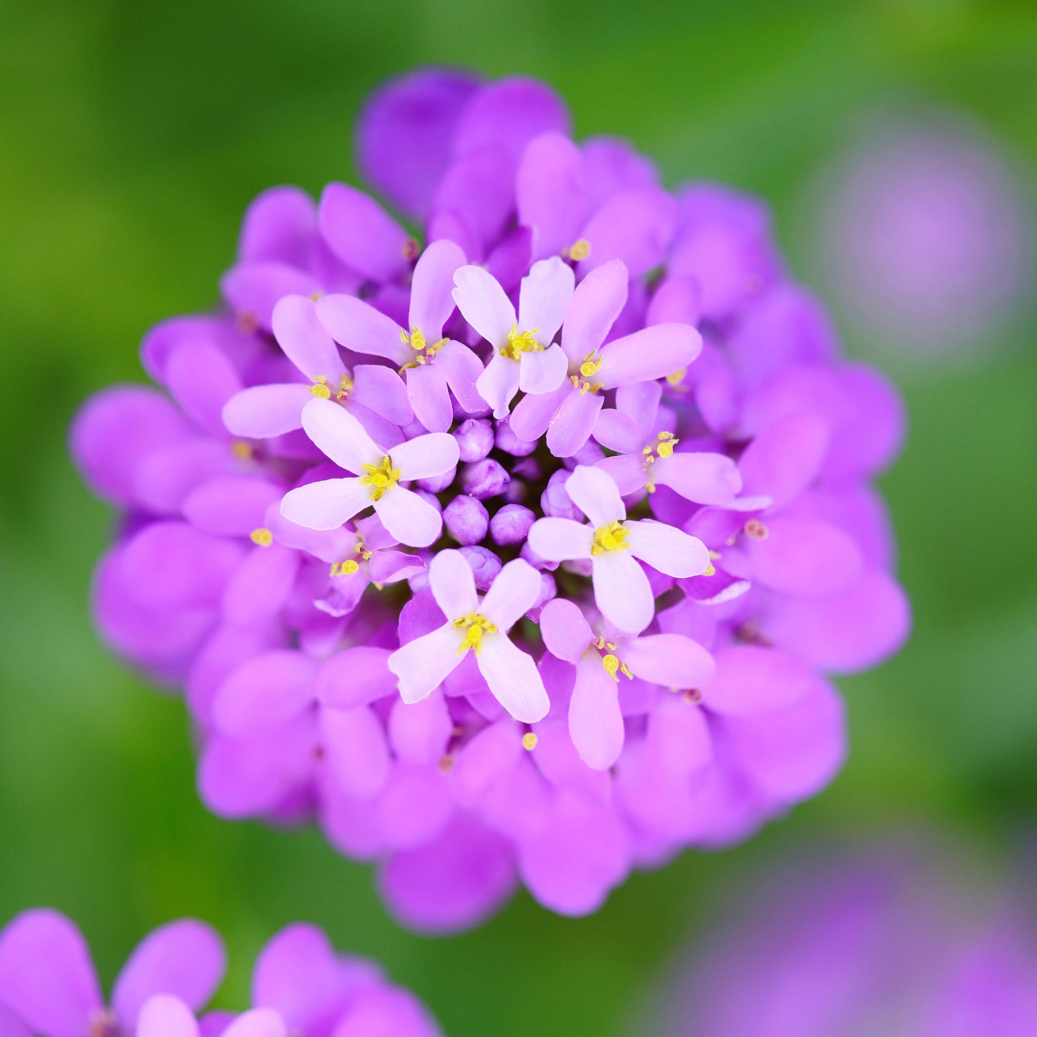 Candytuft Seeds - Rose Cardinal