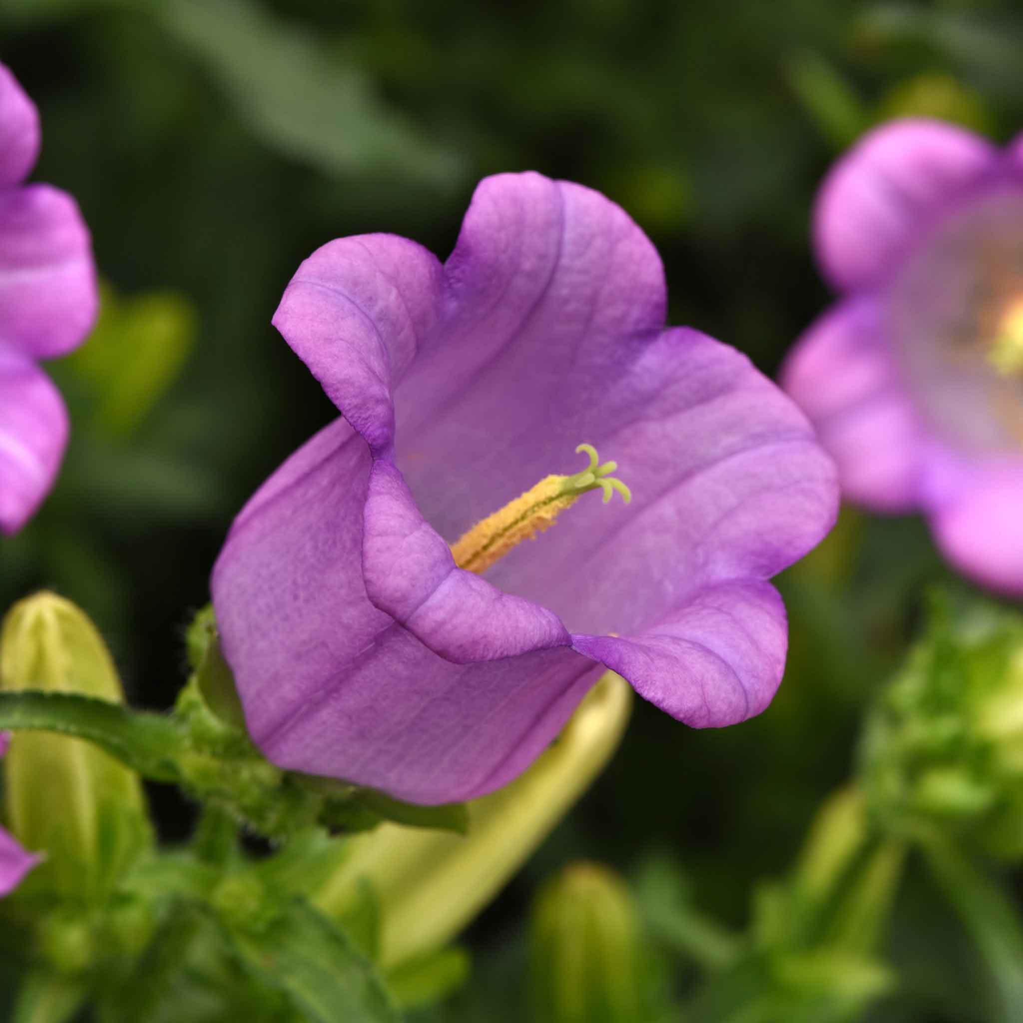 Canterbury Bells Seeds - Campana Lilac