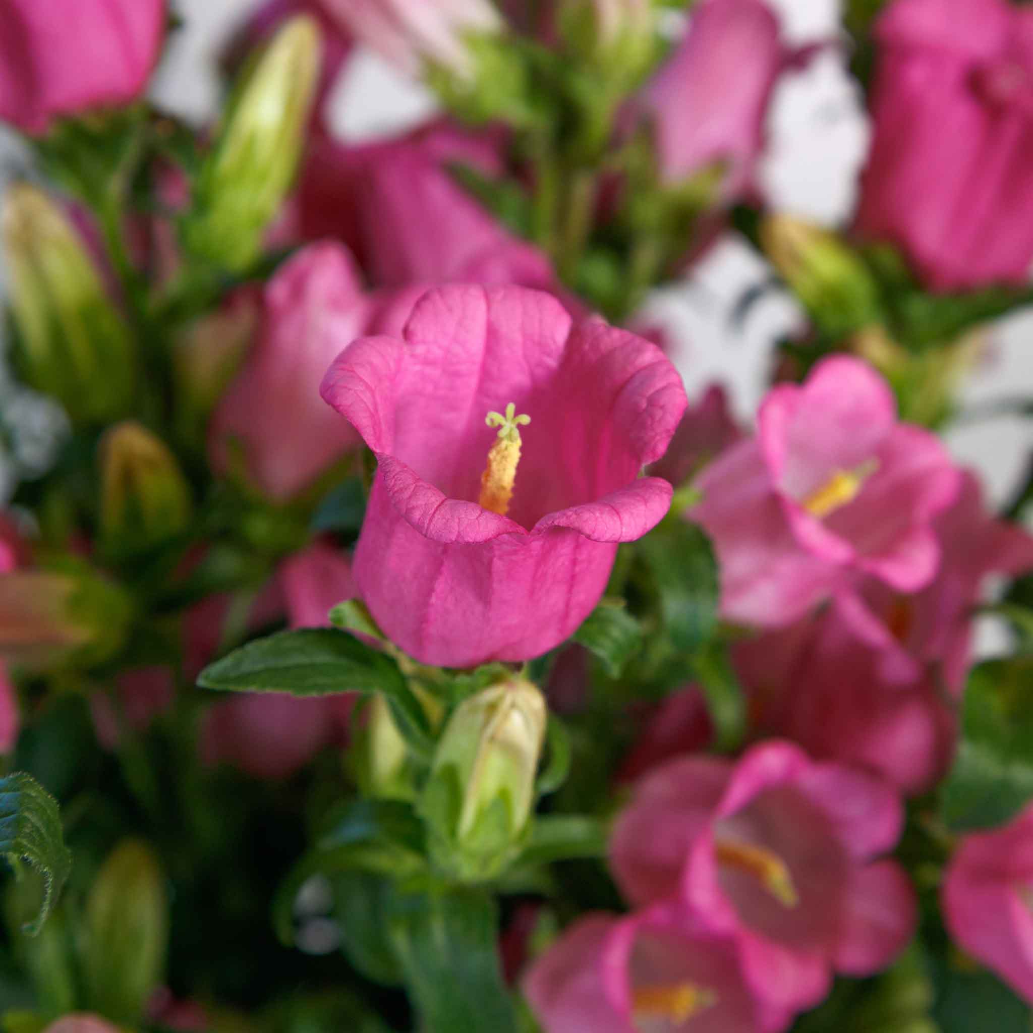 Canterbury Bells Seeds - Champion II Rose