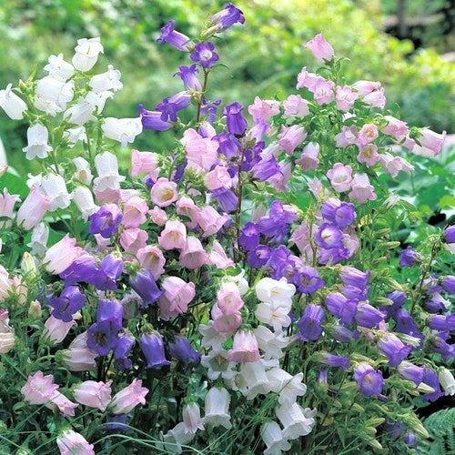 Canterbury Bells Seeds - Mixed