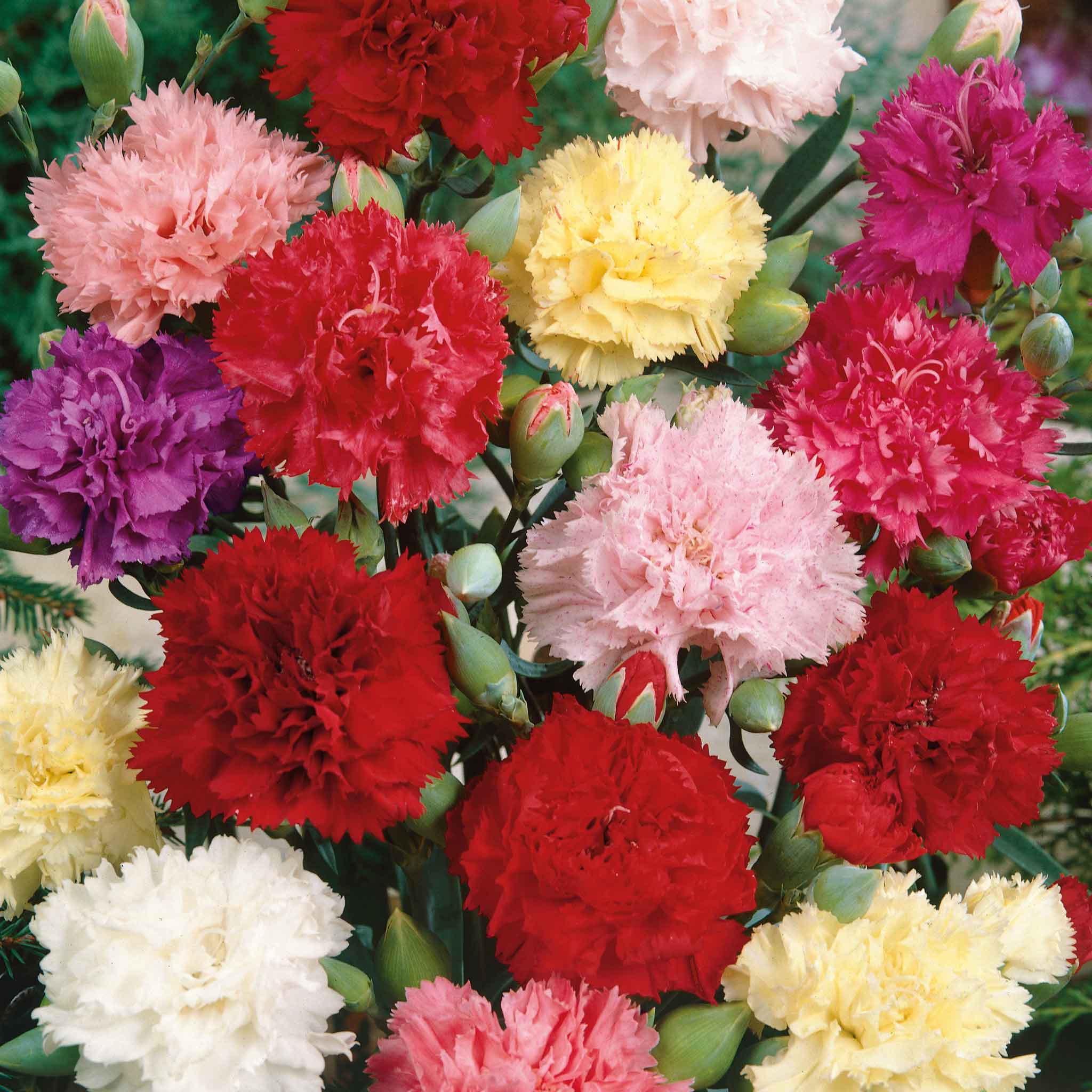 Carnation Seeds - Chabaud Mix