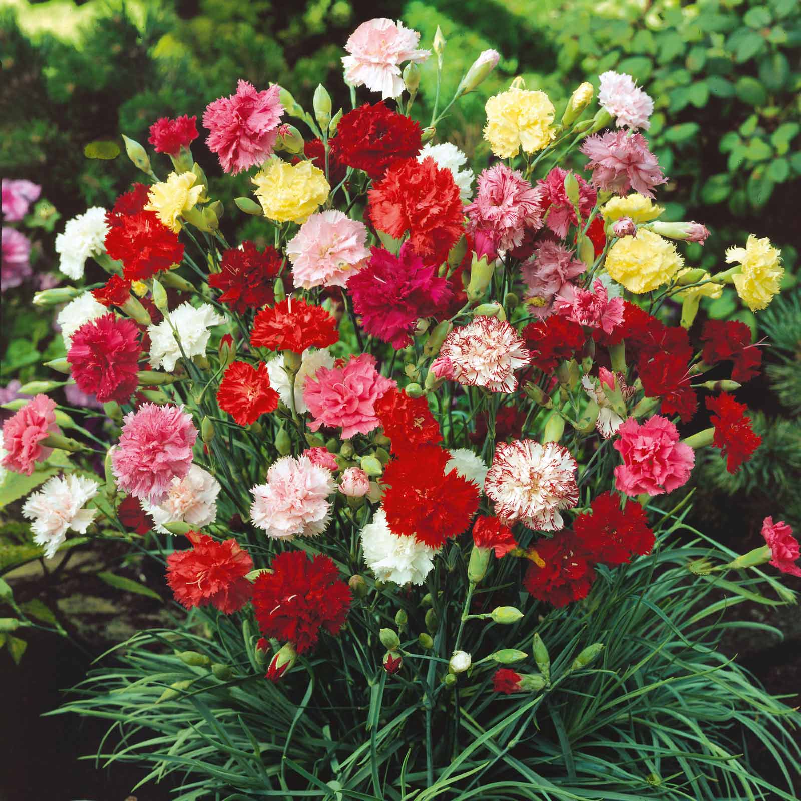 Carnation Seeds - Grenadin Double Mix