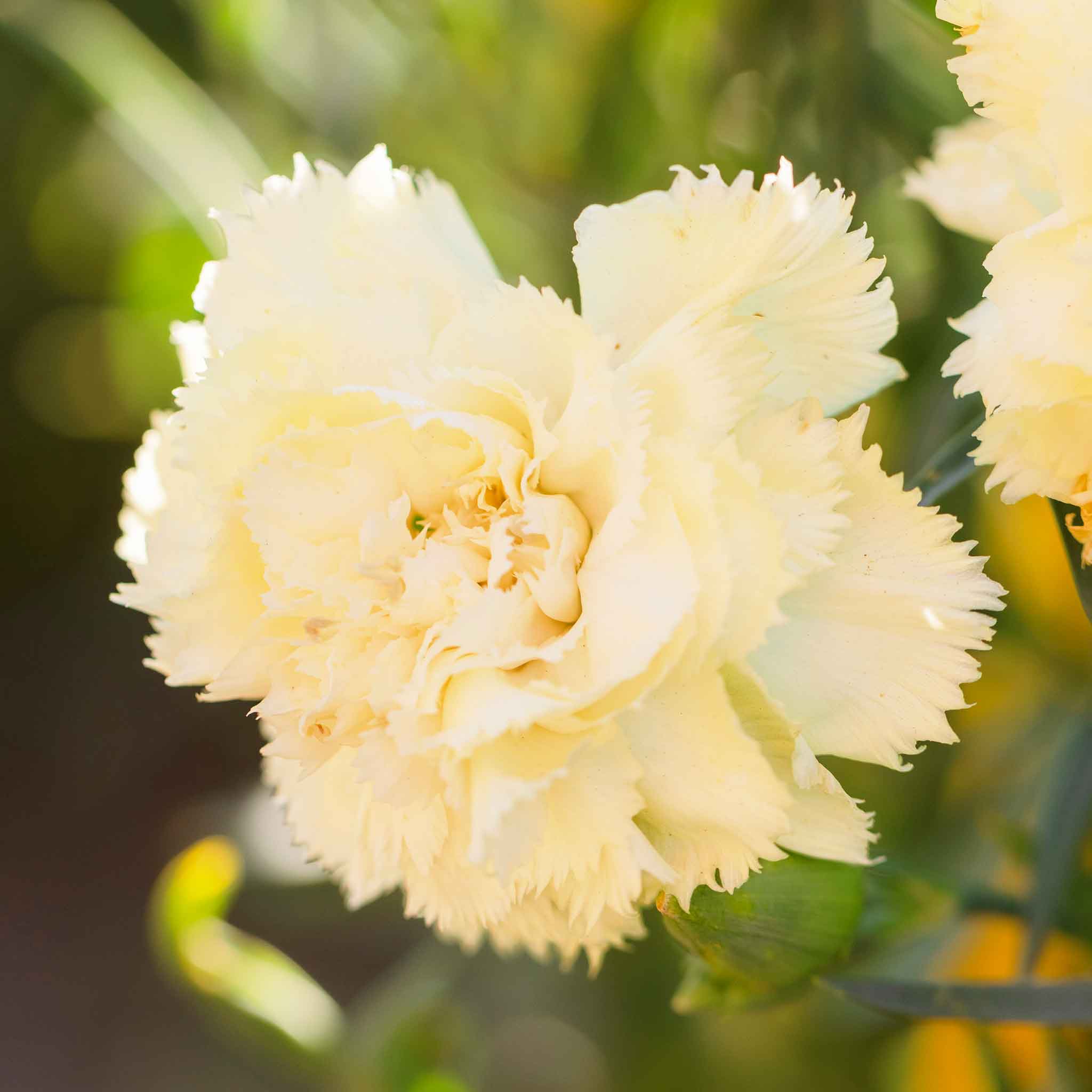 Carnation Seeds - Marie Chabaud