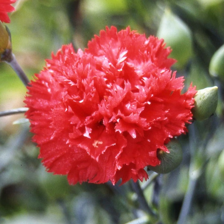 Carnation Seeds - Orange Sherbet