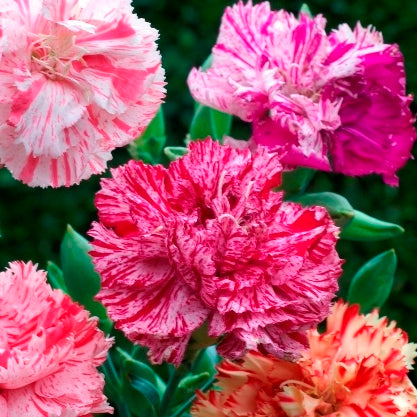 Carnation Seeds - Picotee Mix