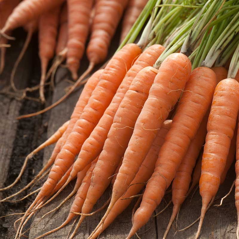 Organic Carrot Seeds - Chantenay Red Cored